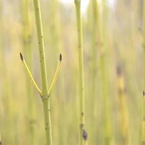 Golden Twig Dogwood (Cornus sericea Flaviramea) Img 1